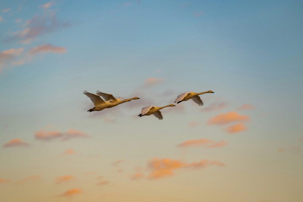 A flock of birds fly over Buuntsaagan Lake at sunset