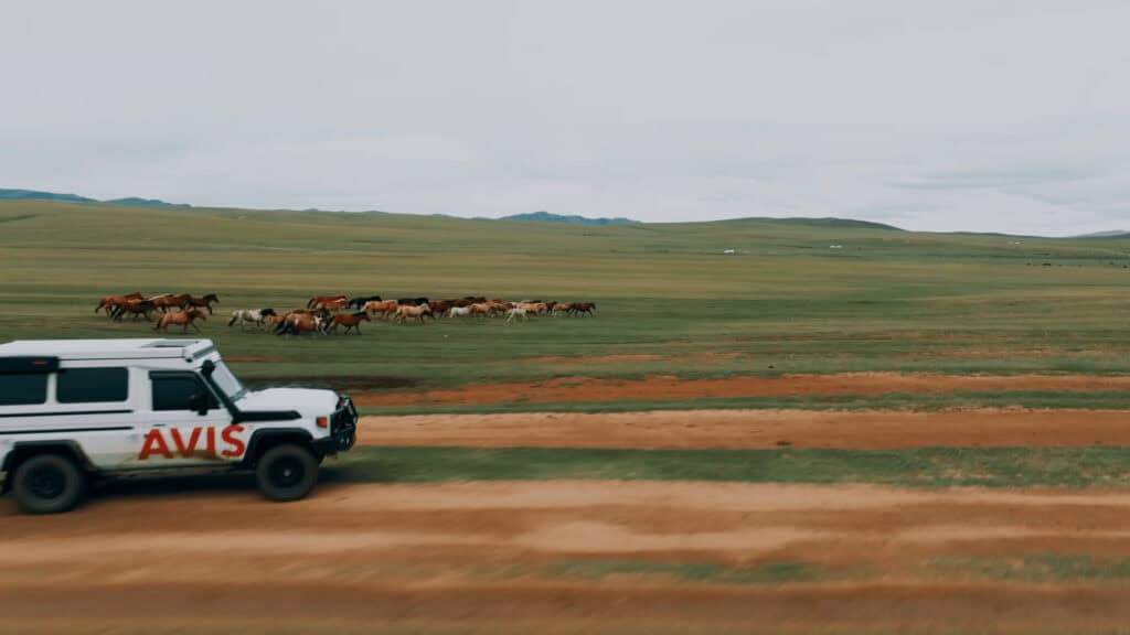 An offroad car in Mongolia drive alongside a group of wildhorses running along the steppes