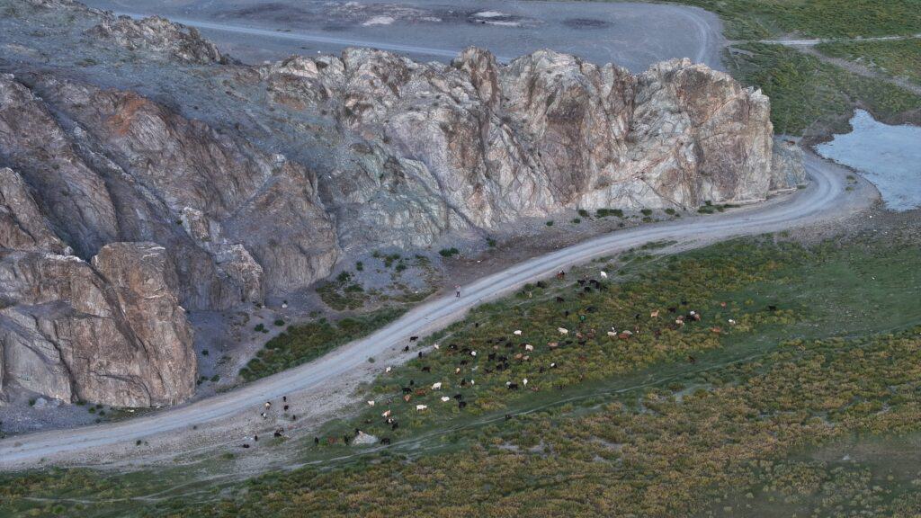 طريق جبلي ترعى فيه الماشية بالقرب من منحدر صخري في منغوليا.
