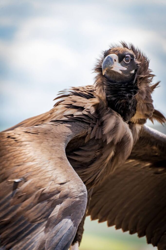 A bird of prey with its feathers rustling in the wind.