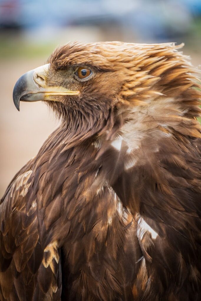 Golden eagle portrait
