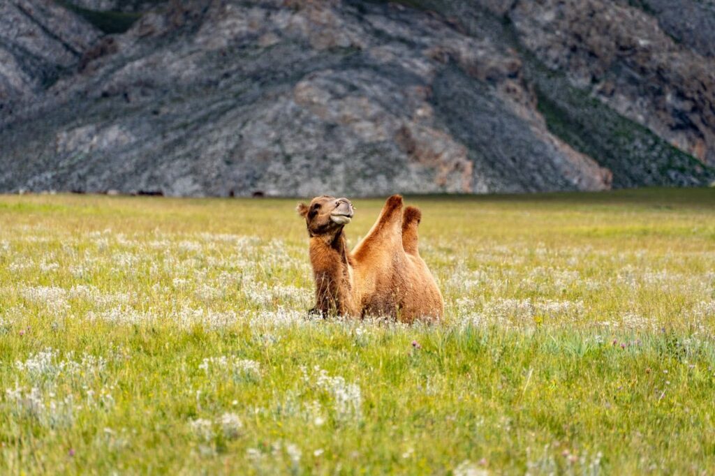 Camel in a field in Mongolia