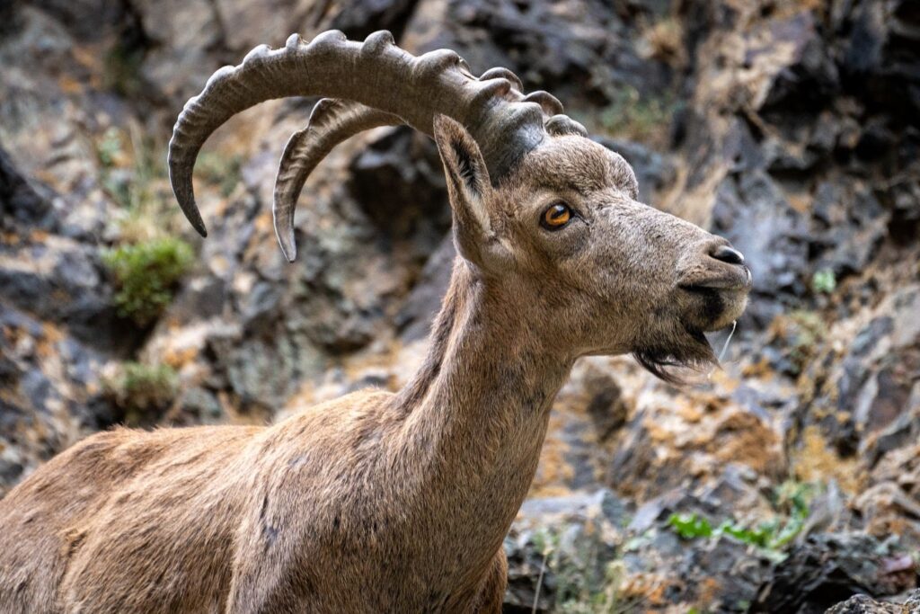 A close-up image of a Ibex in Yolin Am.