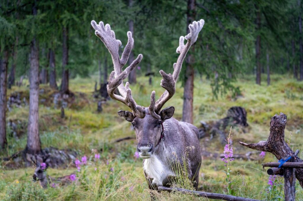 Single brown reindeer looking at the camera in the Tsaatan.