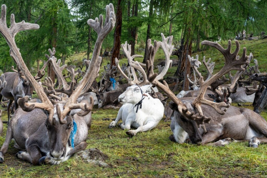 White reindeer in the middle of a small herd of brown reindeer.
