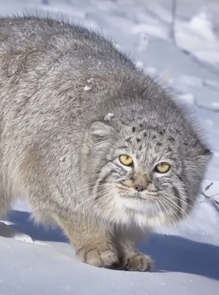 Pallas's cat walking in snow