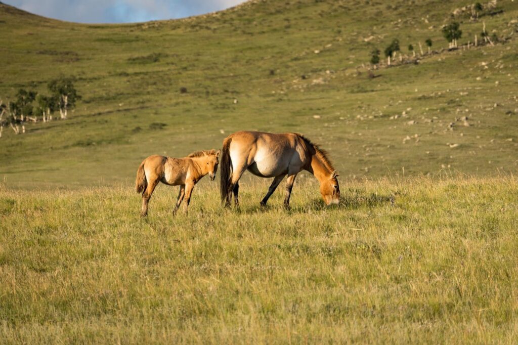 Two wild horses grazing in a grassy meadow