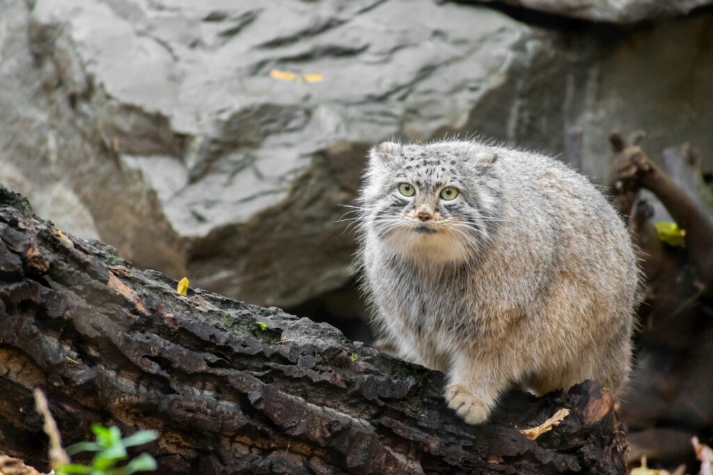Manul wildlife watching in Mongolia