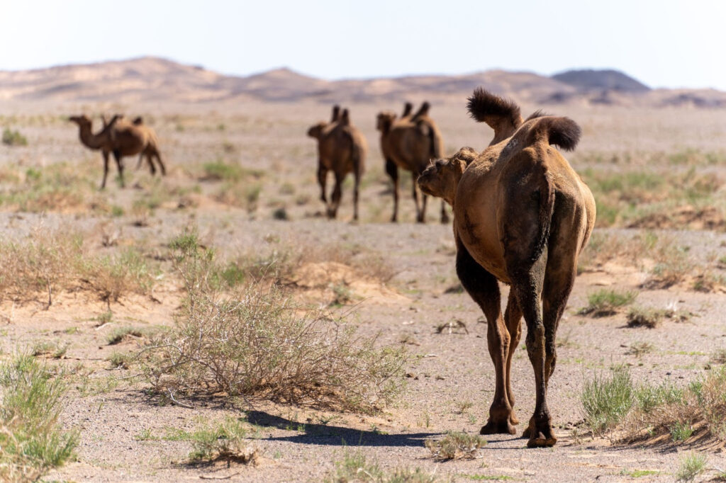 A saggy humped camel walking through the scrubland of the Gobi desert.