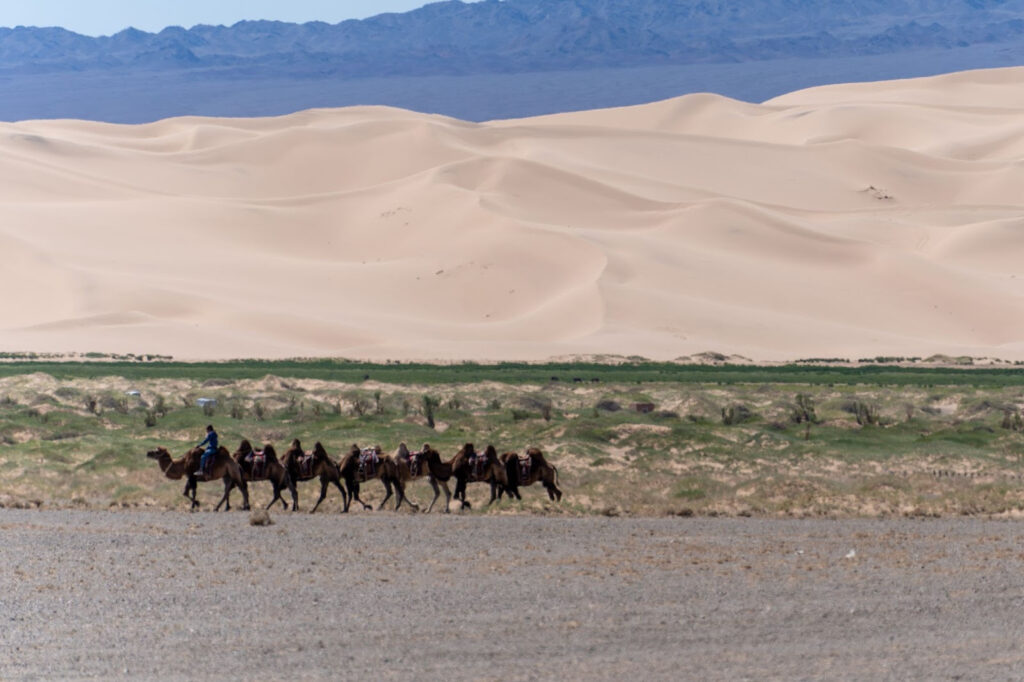 A small black herd of camels walks across the flat desert landscape with pale sand dunes in the background.