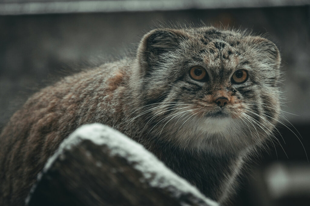 Pallas's cat in Mongolia