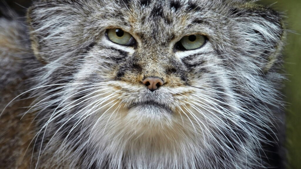 Manul cat on wildlife photography tour in Mongolia