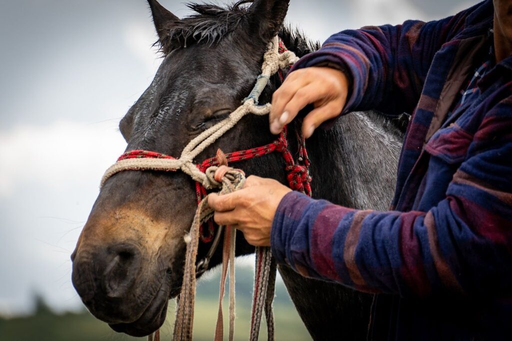 Close up of a black horse with a man putting the harness on