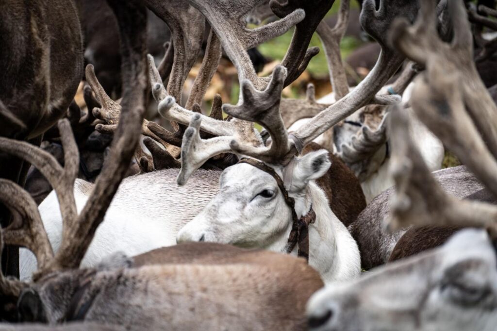 A herd of domesticated reindeer.