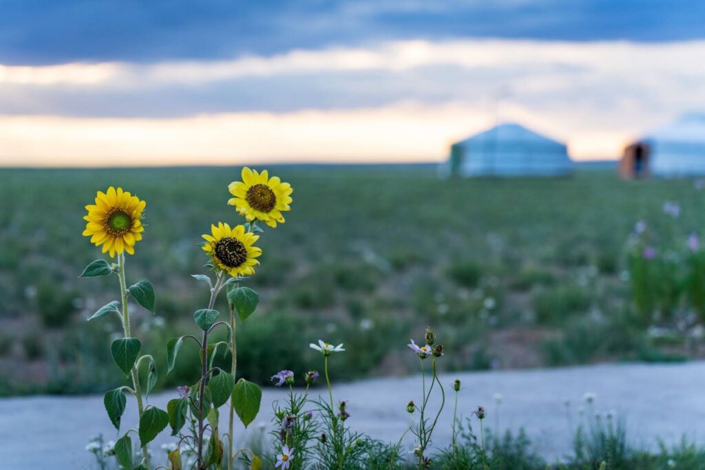 Close up of flowers with the ger camps of White Stupa in the background.