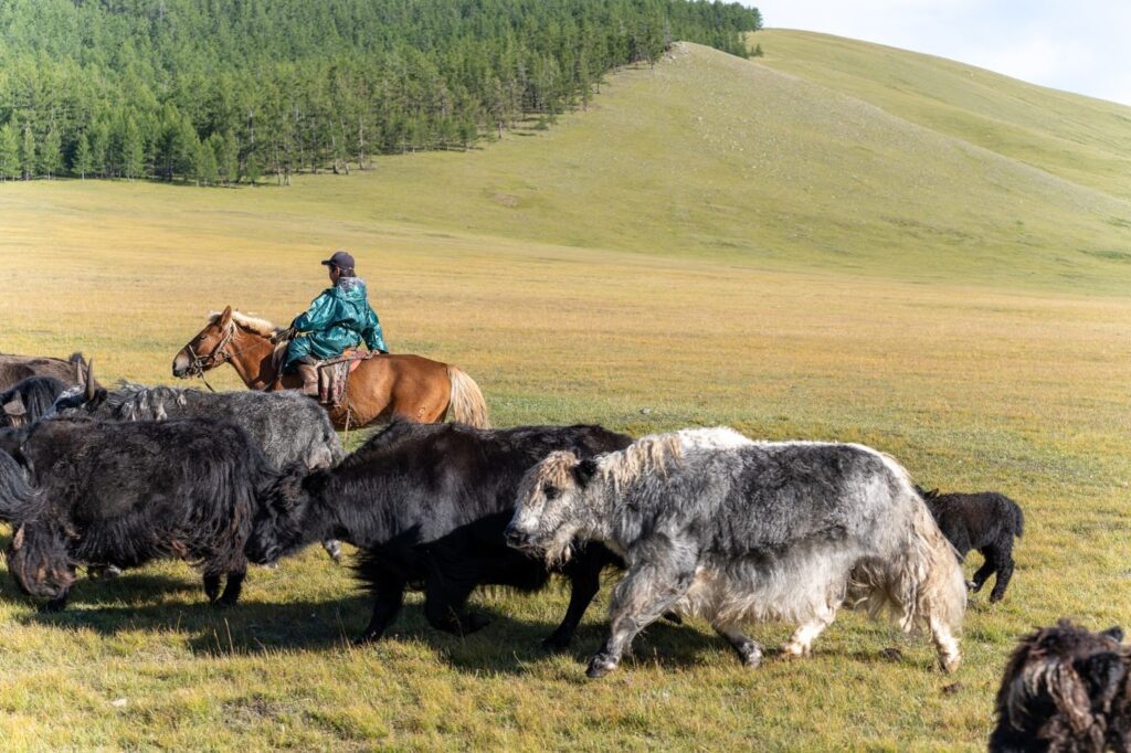 Yaks in Mongolia are fun to drive by on a road trip across the best destination. 