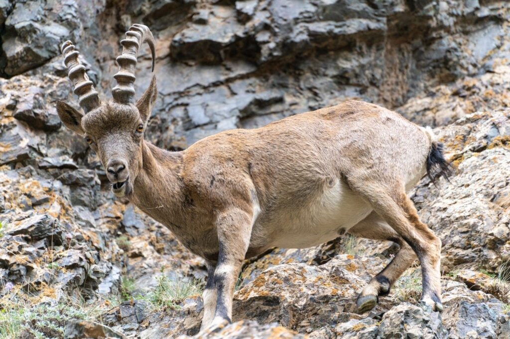 The largest ibex, the largest sheep, the largest trout species in the world have one in common. They all live in the best road trip destination.