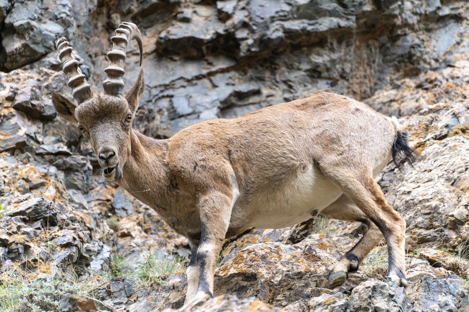 세상에 이런 동물이 있었다고?! 🤯 코끼리 코 같기도 하고 돼지 귀 같기도 한 이 신비로운 친구는 바로 '아드바크'입니다! 🐜  사람들이 잘 모르는 아드바크가 어슬렁어슬렁 걸어가는 귀여운 모습을 지금 만나보세요. 🤔 아드바크는 왜 이렇게 독특하게 생겼을까요?  아드바크의 긴 코는 흙냄새를 맡아 땅속 깊이 숨어있는 개미와 흰개미를 찾아내는 데 매우 중요해요. ..., image size:1600x1066