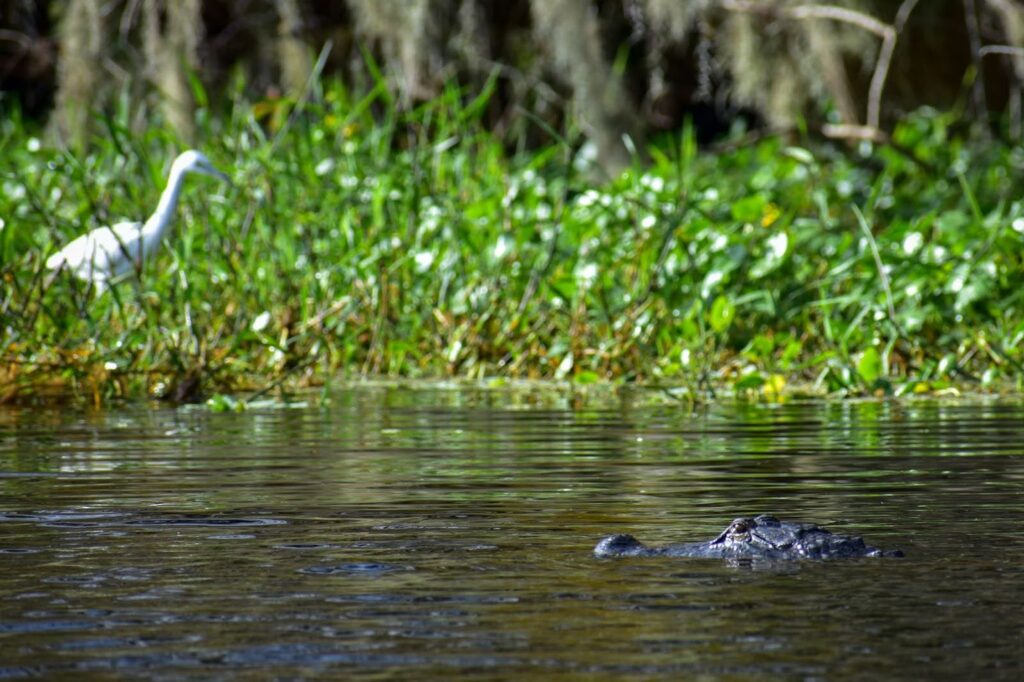 Alligator in a lake with a bird in the background