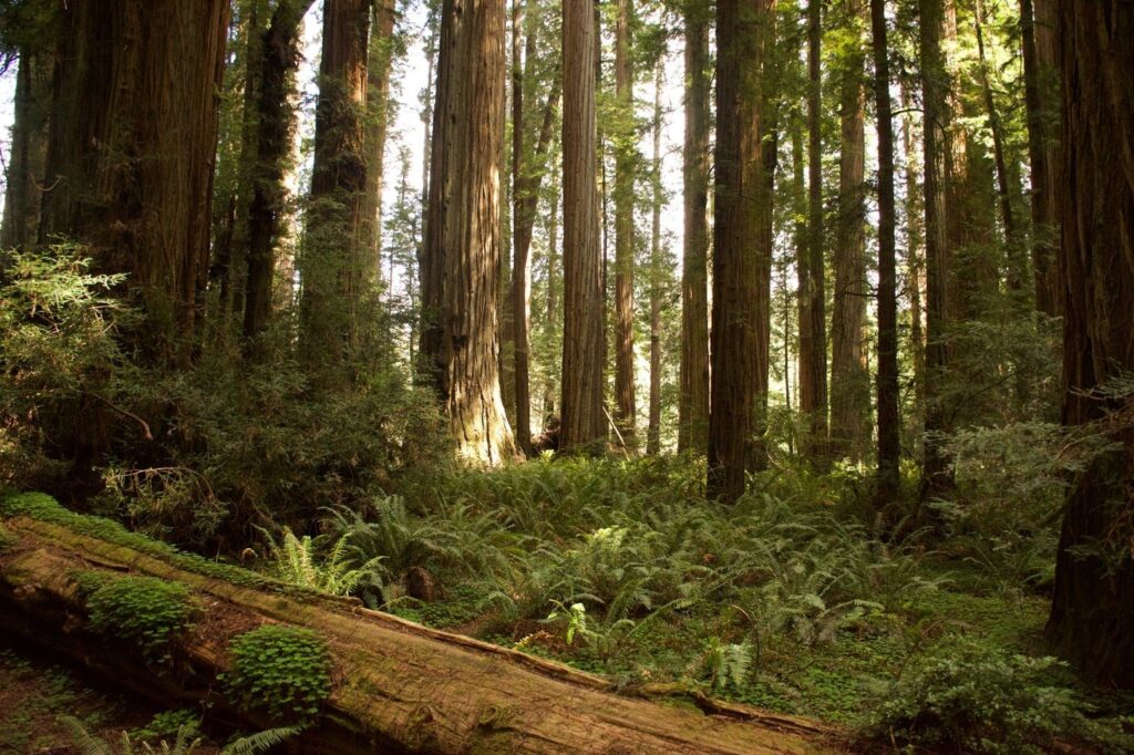 Lush green forest with lots of trees.
