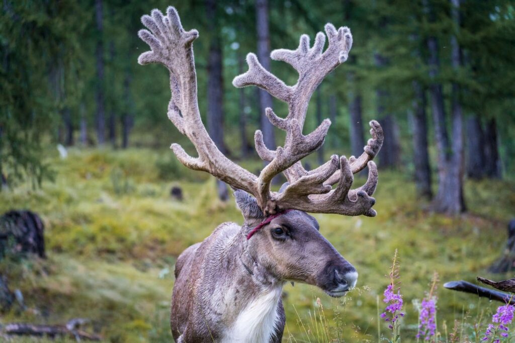 A reindeer with a harness on in a flowery meadow.