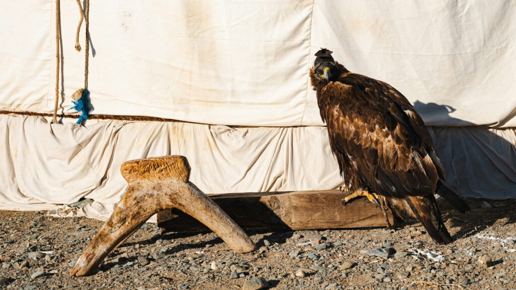 Eagle hunters in Altai