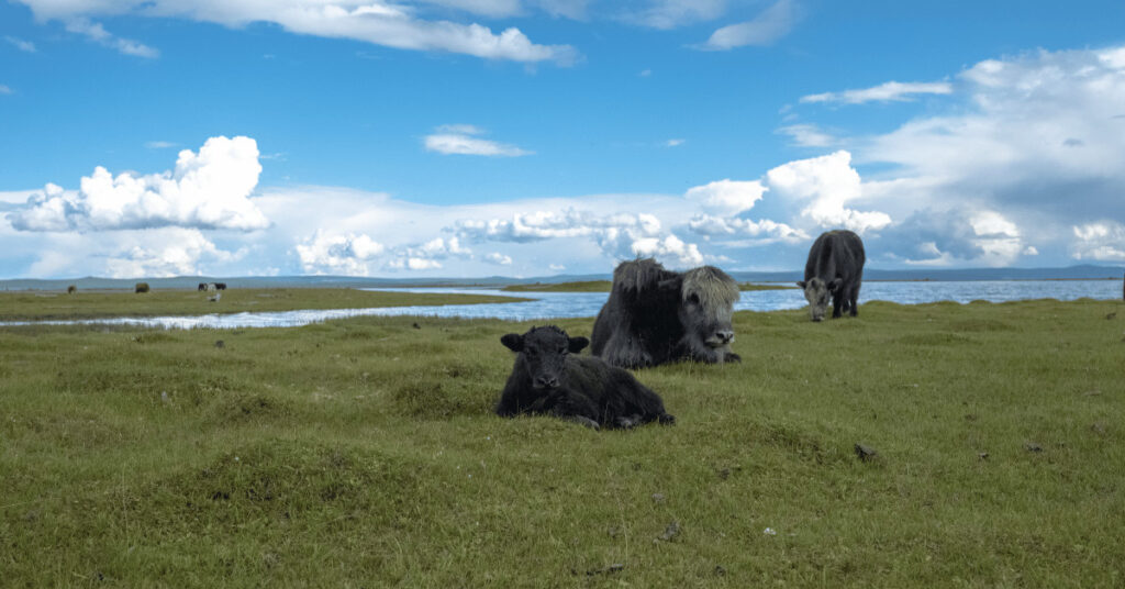 Why Mongolia Is Better To Explore With A Small Group