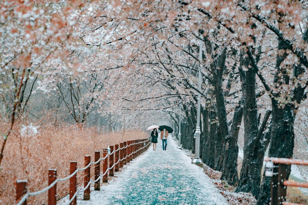 Best honeymoon destination in asia in December is Hokkaido
