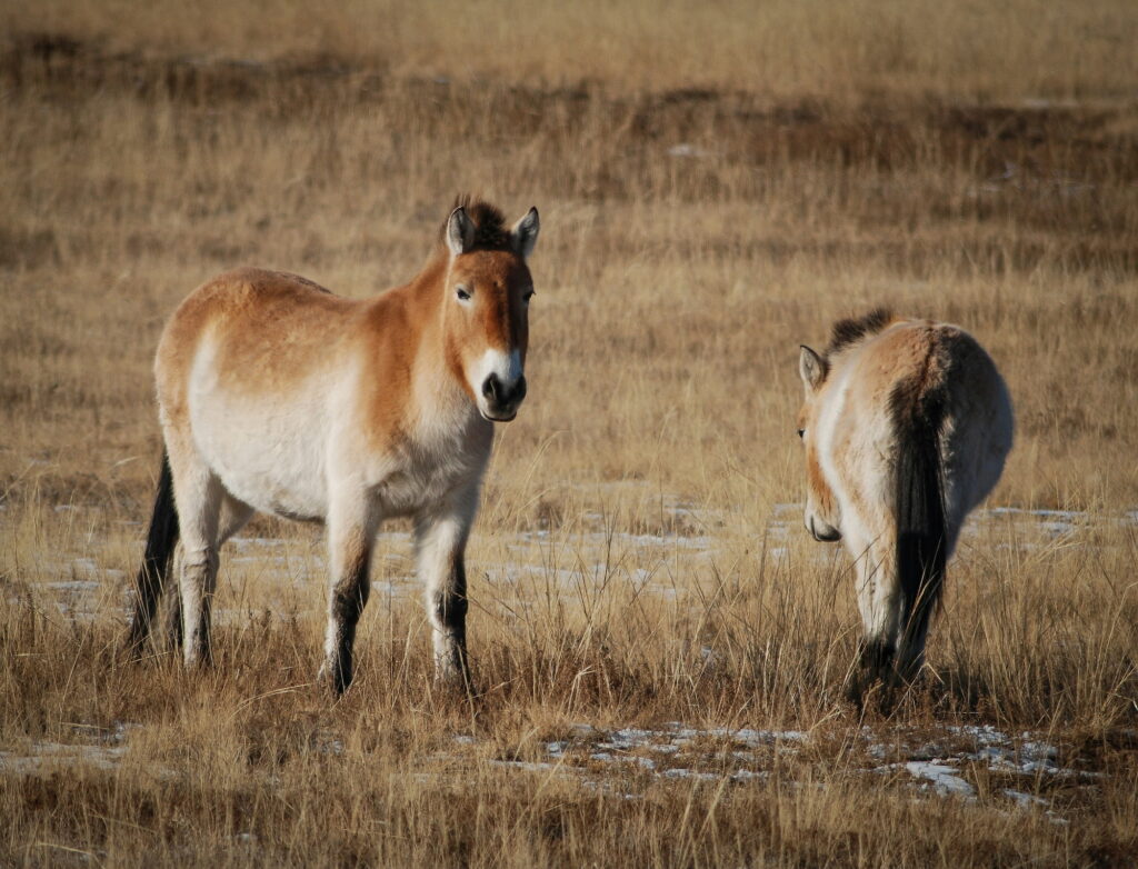 Wild horses in Mongolian Winter