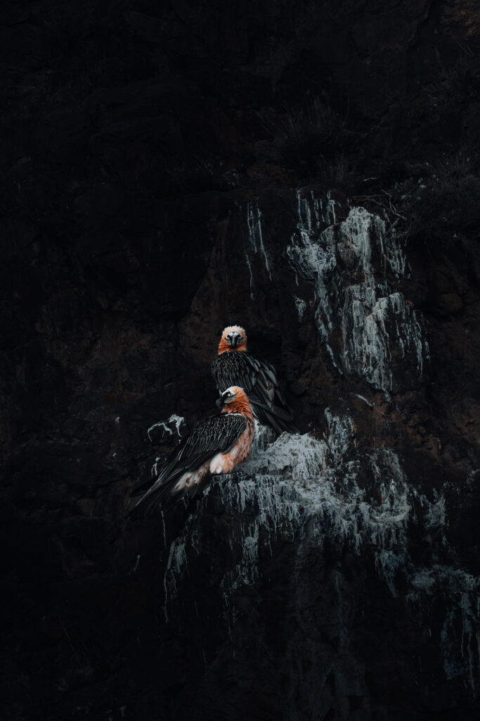 Bearded vulture in Mongolia South Gobi on wildlife watching tour