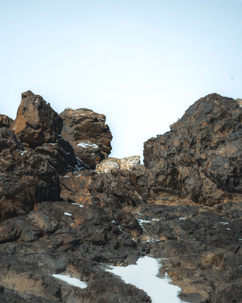 Snow leopard in Gobi during Mongolia wildlife photography tour