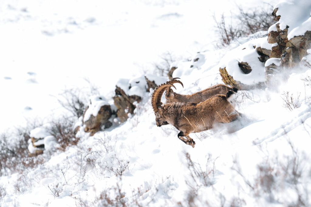 Gobi ibex running in snow. Another highlight on the Gobi wildlife observation tour