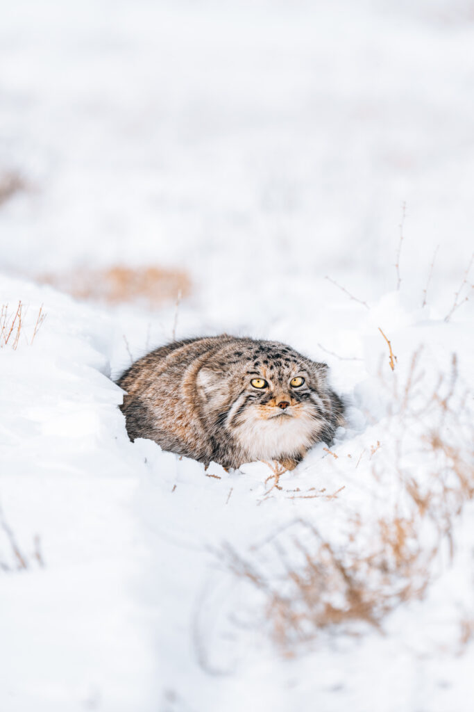 Pallas Cat in Mongolia during wildlife observation tour