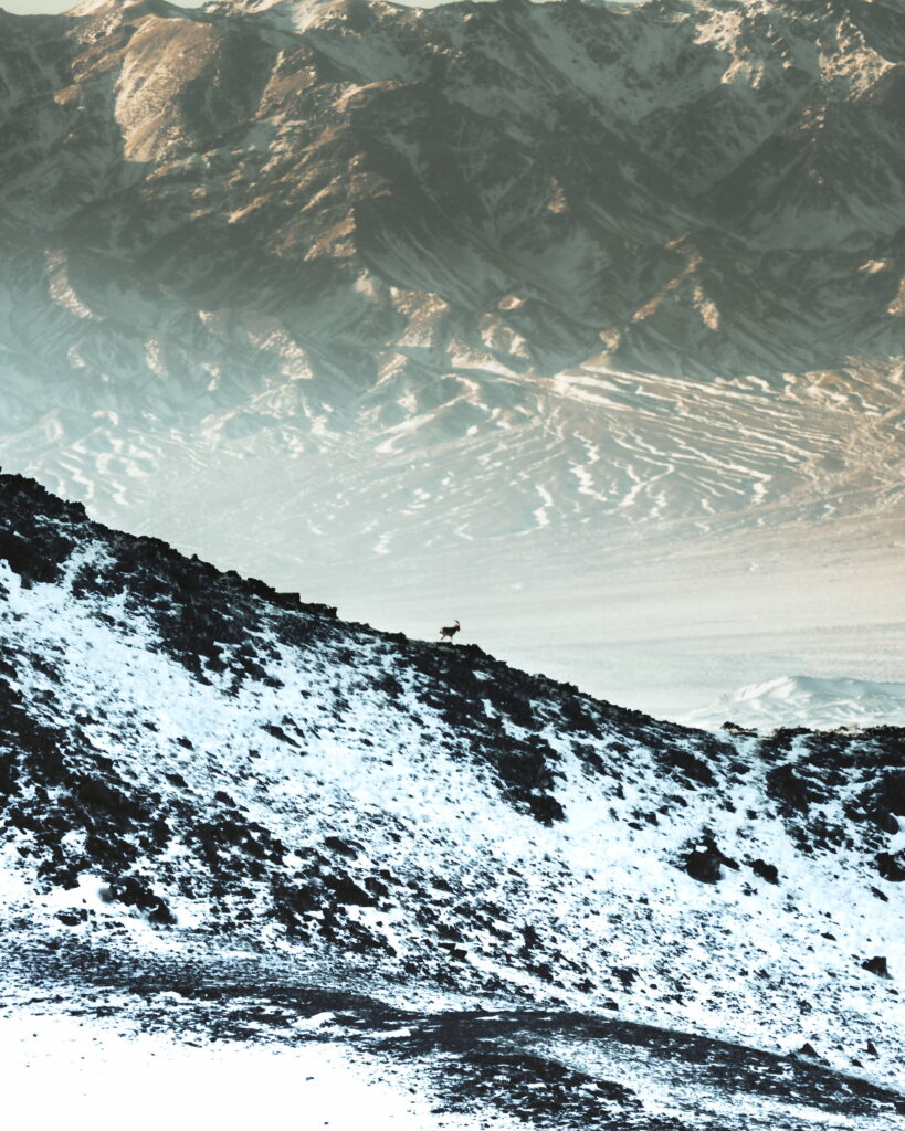 Gobi ibex standing on a ridge in Southern Mongolia. Spotted during a Gobi wildlife observation tour