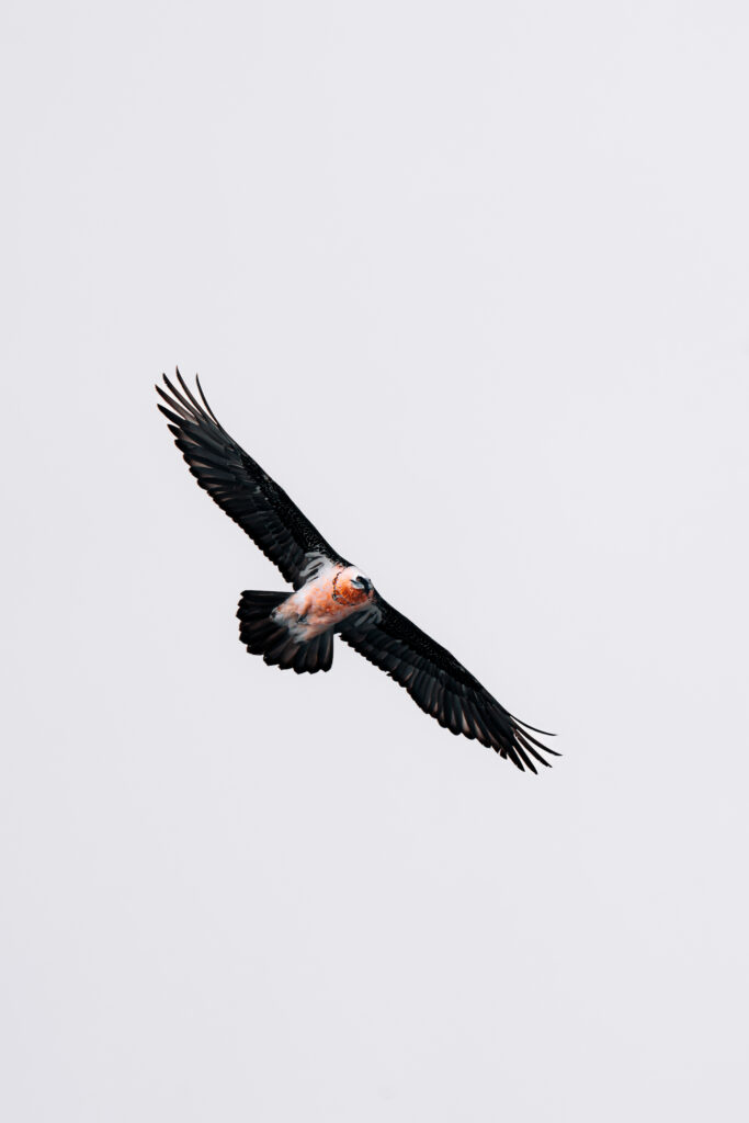Rare bearded vulture spotted during bird watching in Mongolia Gobi desert on a birdwatching tour
