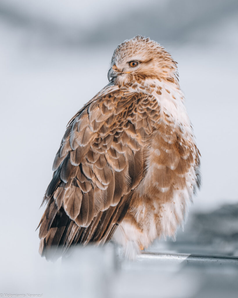 Rare bird watching in Mongolia