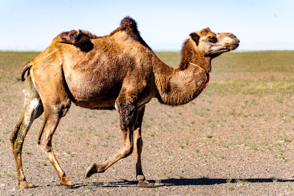 骆驼漫步沙漠