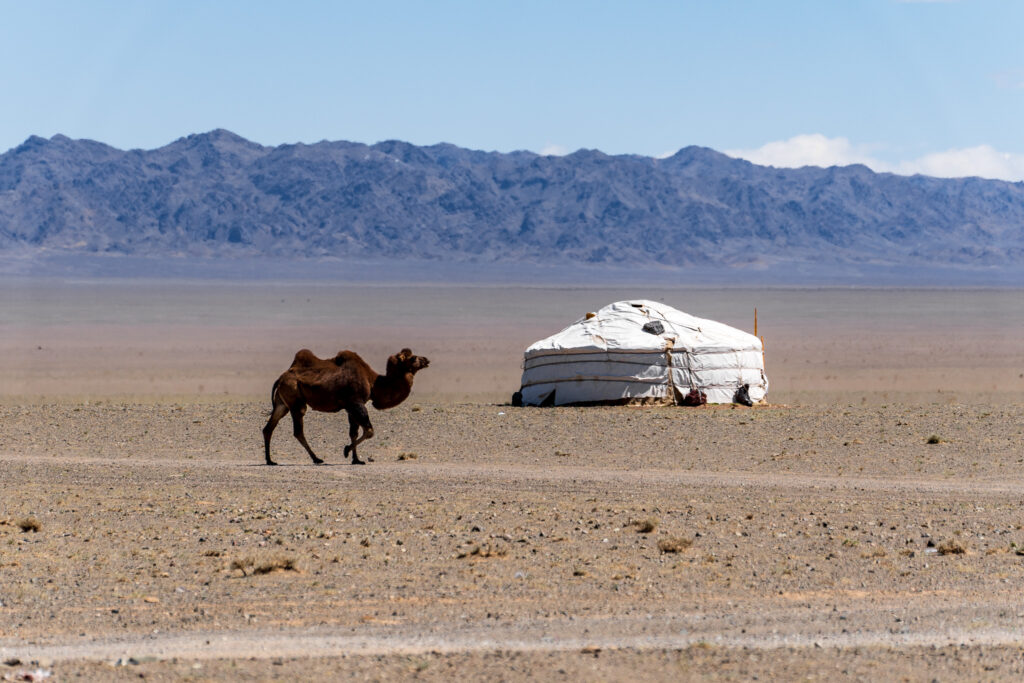 骆驼走过戈壁滩上坚硬的沙漠