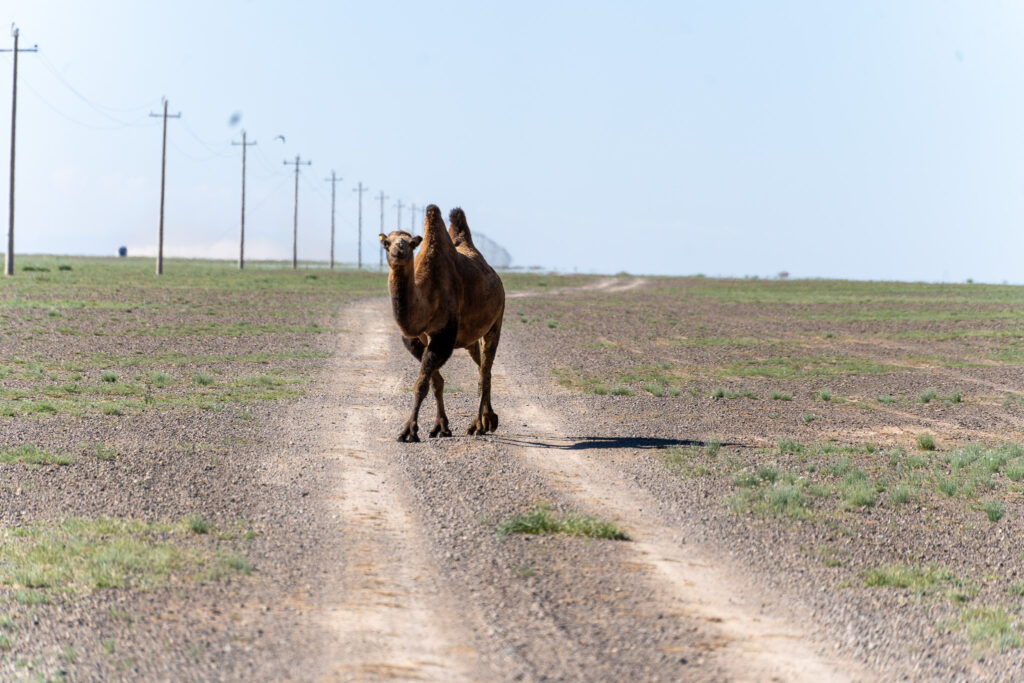 Camel standing in a dirt road