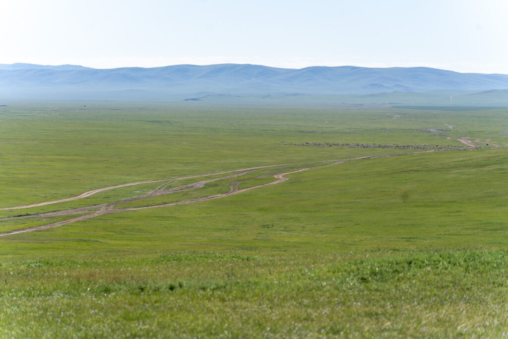 Green Landscape in vast gobi mongolia 