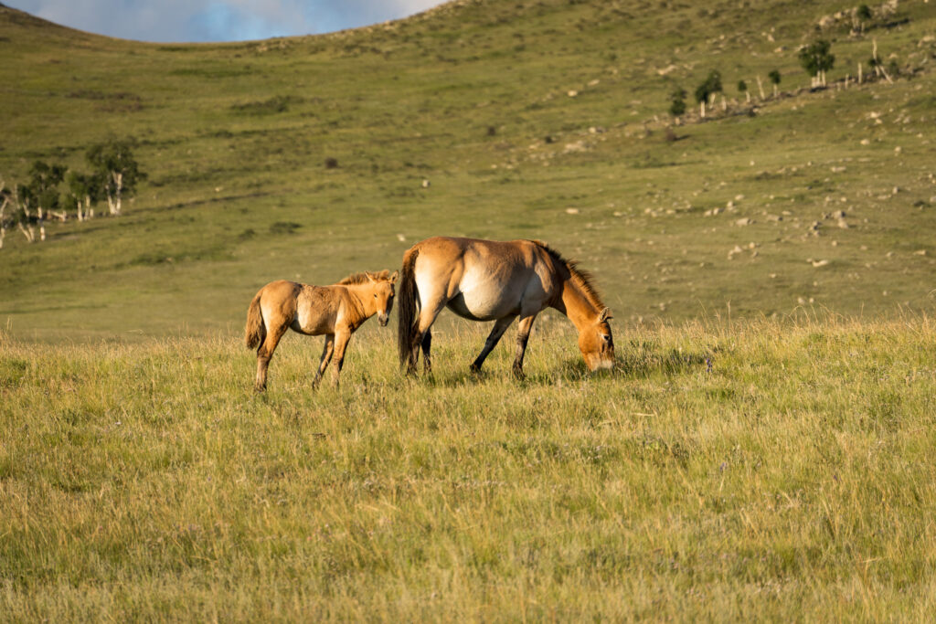 Wild horses of Hustai National Park 