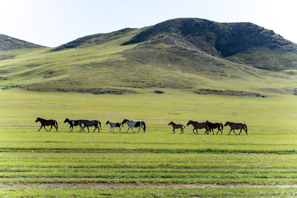 马儿在草地上散步 