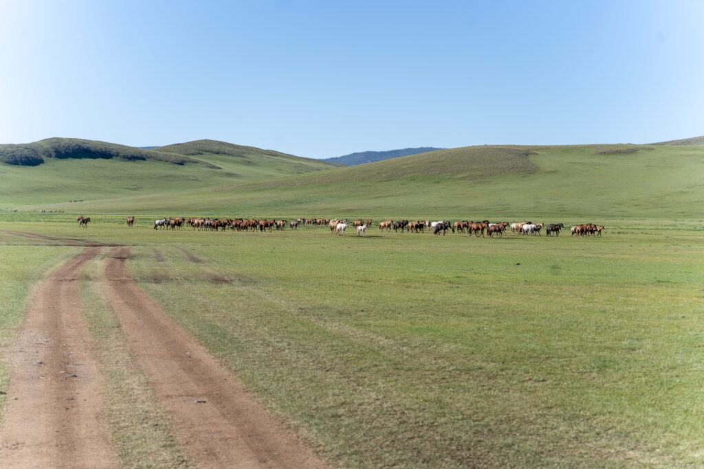 Views of the open steppe on a Gobi Desert self drive