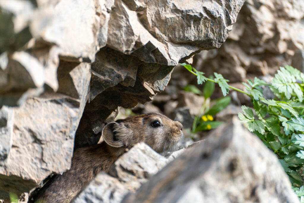 约林峡谷的鼠兔 