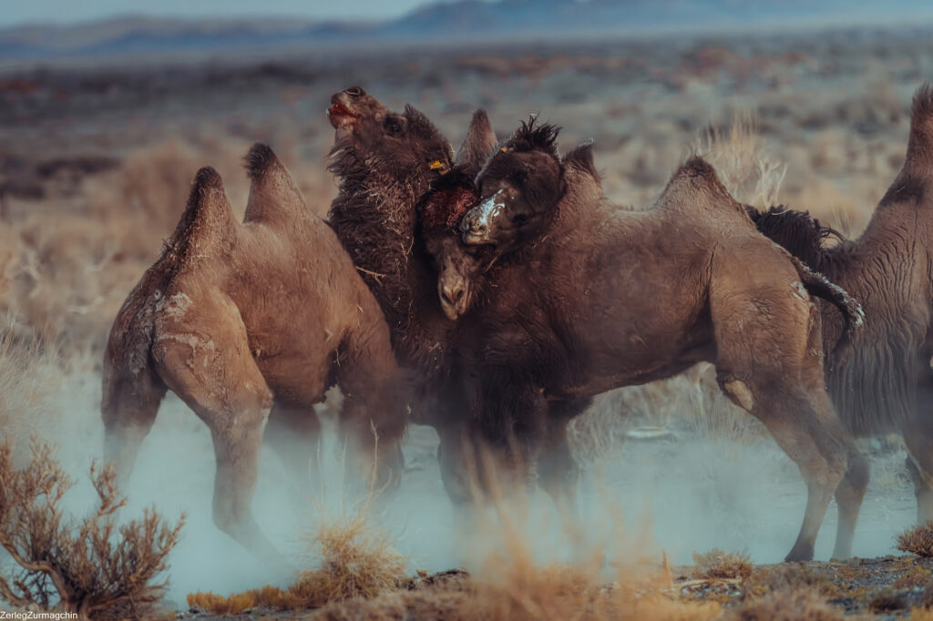 Wildlife watching in Mongolia wild camels in the Gobi